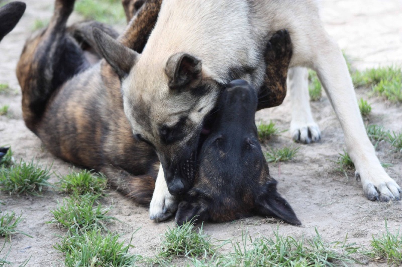 Publication : de la Cité des Maraudeurs Auteur : la cité des maraudeurs