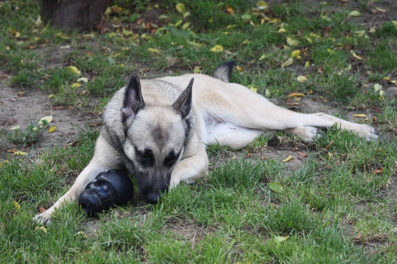 Publication : de la Cité des Maraudeurs Auteur : la cité des maraudeurs