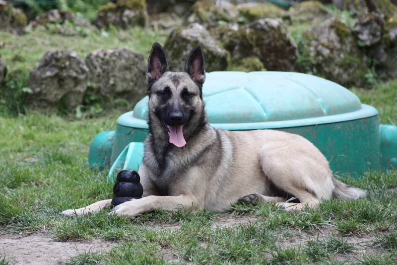 Publication : de la Cité des Maraudeurs Auteur : la cité des maraudeurs