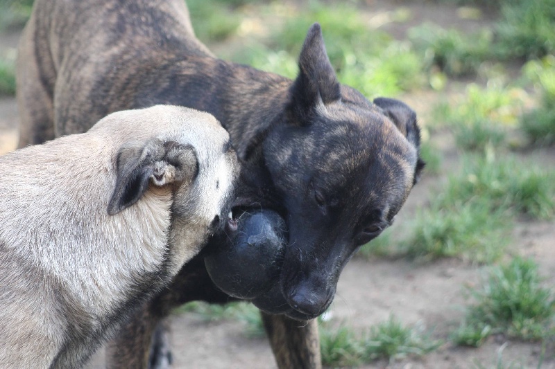 Publication : de la Cité des Maraudeurs Auteur : la cité des maraudeurs