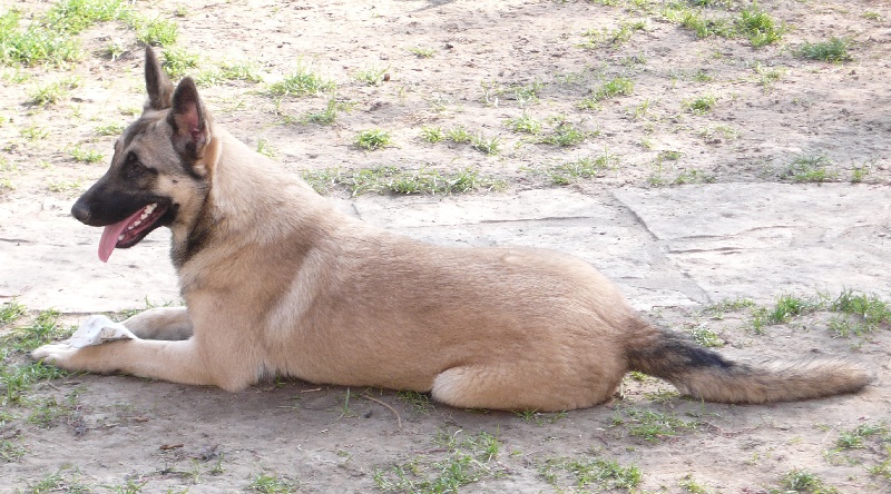 Publication : de la Cité des Maraudeurs Auteur : la cité des maraudeurs