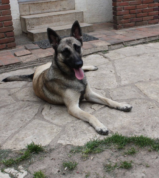 Publication : de la Cité des Maraudeurs Auteur : la cité des maraudeurs