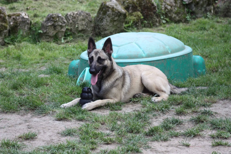 Publication : de la Cité des Maraudeurs Auteur : la cité des maraudeurs
