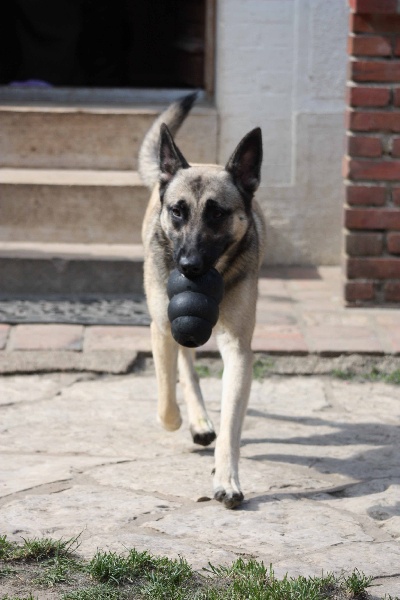Publication : de la Cité des Maraudeurs Auteur : la cité des maraudeurs