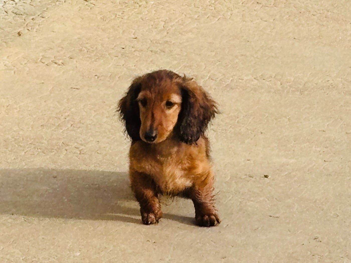 ACTARUS FILS DUROI D'EUPHOR