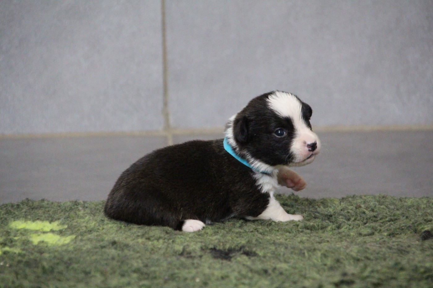 BELENOS SMALL BUT MIGHTY -MALE COLLIER BLEU