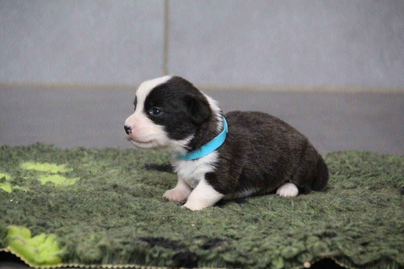 BELENOS SMALL BUT MIGHTY -MALE COLLIER BLEU