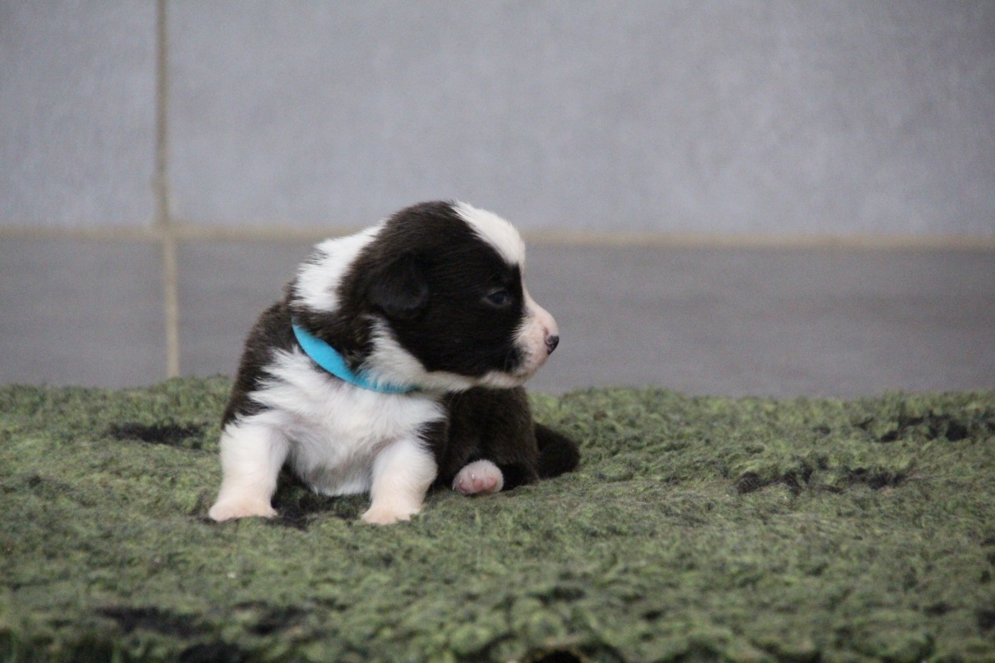 BELENOS SMALL BUT MIGHTY -MALE COLLIER BLEU