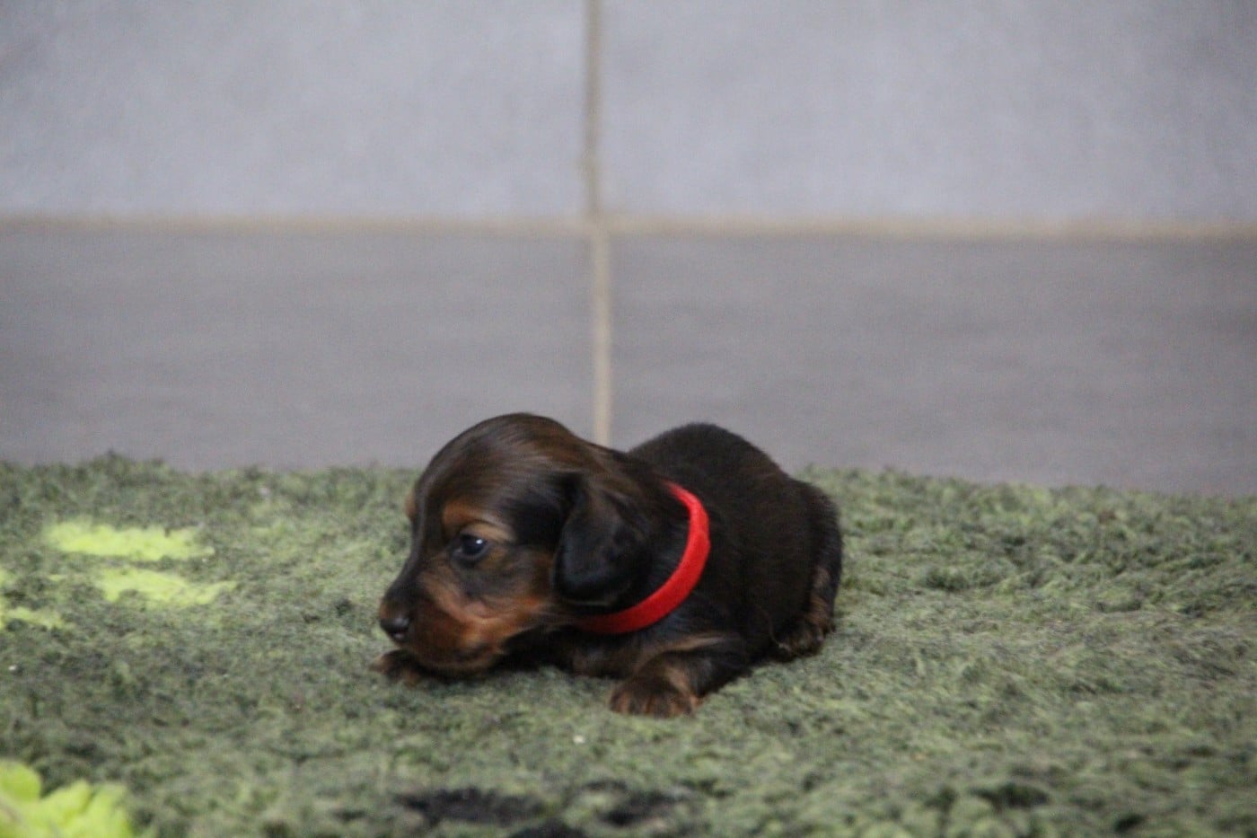 BOUNTY KING OF-PARADISE MALE COLLIER ROUGE