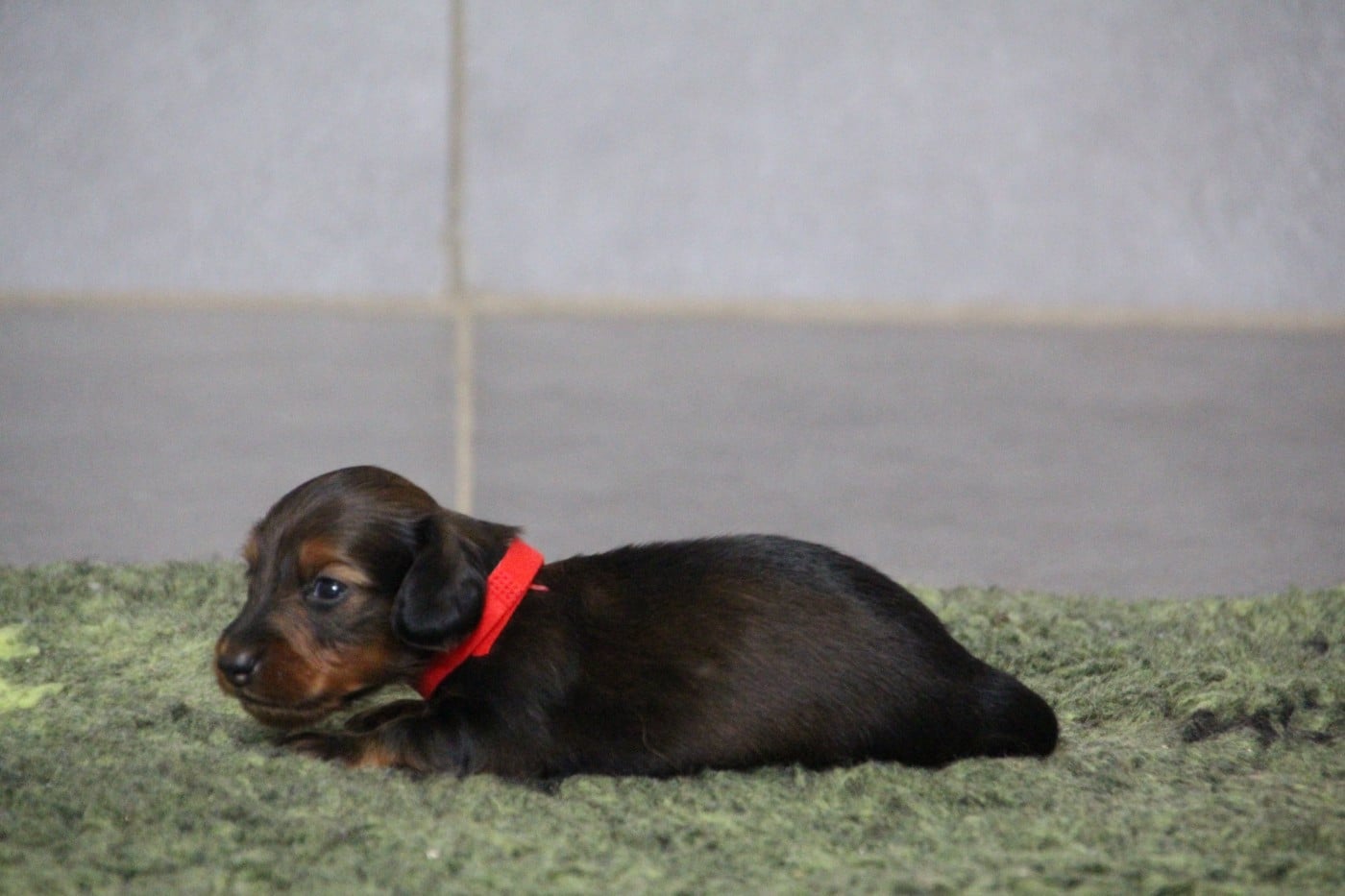 BOUNTY KING OF-PARADISE MALE COLLIER ROUGE