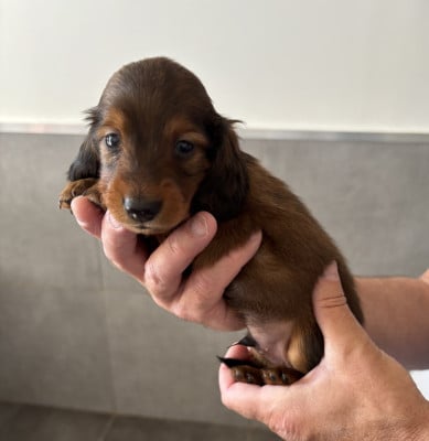Les chiots de Teckel poil long