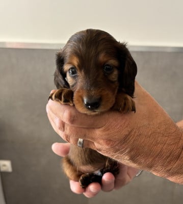 Les chiots de Teckel poil long