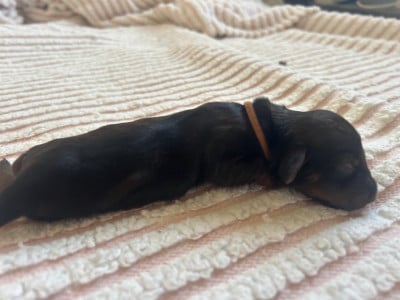 Les chiots de Teckel poil long