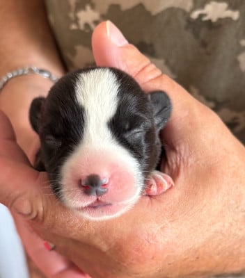 Les chiots de Welsh Corgi Cardigan