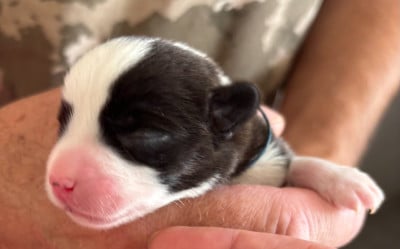 Les chiots de Welsh Corgi Cardigan