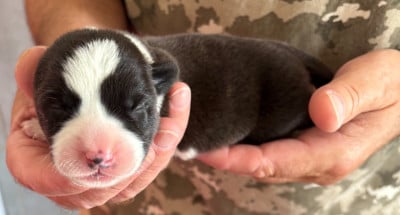 Les chiots de Welsh Corgi Cardigan