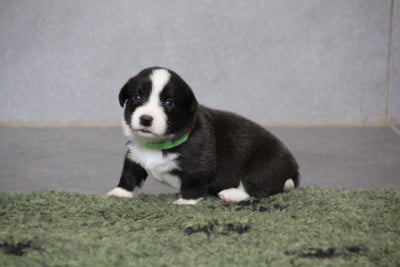 Les chiots de Welsh Corgi Cardigan