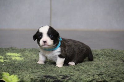 Les chiots de Welsh Corgi Cardigan