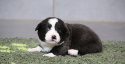 Les chiots de Welsh Corgi Cardigan