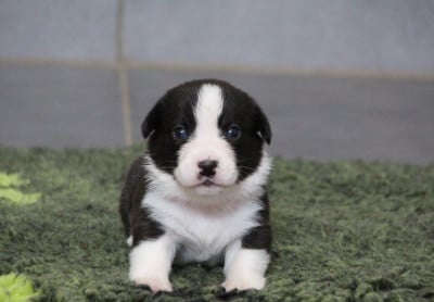 Les chiots de Welsh Corgi Cardigan