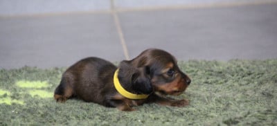 Les chiots de Teckel poil long