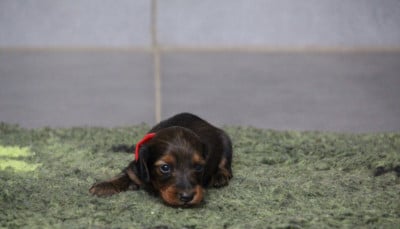Les chiots de Teckel poil long