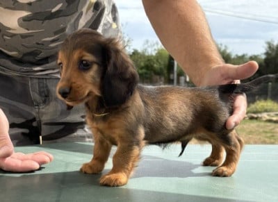 Les chiots de Teckel poil long