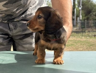 Les chiots de Teckel poil long