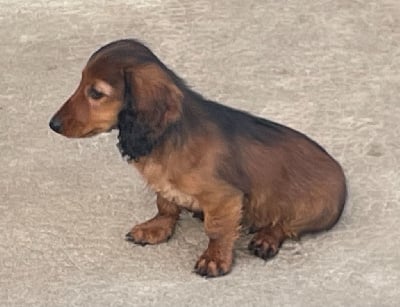 Les chiots de Teckel poil long