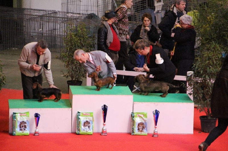 CH. Il était une fois l'impératrice de la Cité des Maraudeurs - 1er exc classe Intermédiaire - CACS - CACIB - BOB - et 3ème du 4ème Groupe