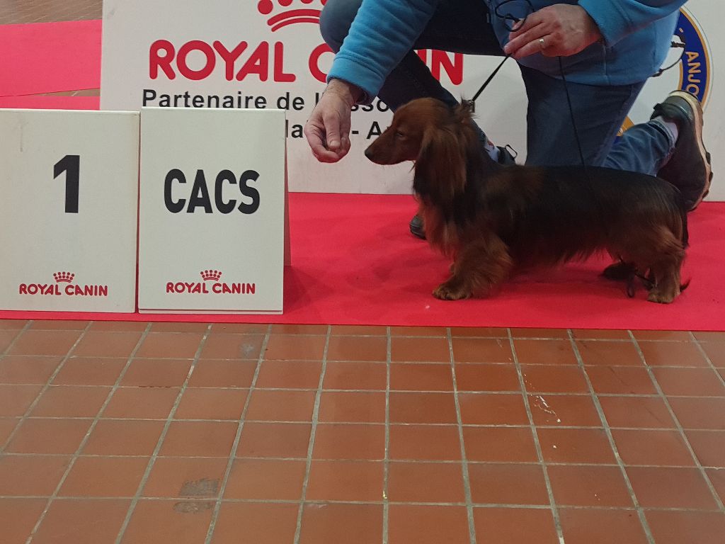 CH. Small in size but big prince de la Cité des Maraudeurs - 1ER EXC CLASSE INTERMEDIAIRE - CACS - BOS -