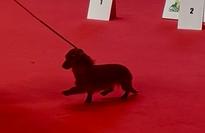 Ankhesenamon reine d egypte de la Cité des Maraudeurs - 1ERE TRES PROMETTEUR CLASSE BABY FEMELLE - MEILLEUR BABY