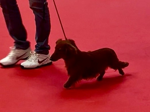 Apocalypse warrior de la Cité des Maraudeurs - 1ER TRES PROMETTEUR CLASSE PUPPY MALE - MEILLEUR PUPPY