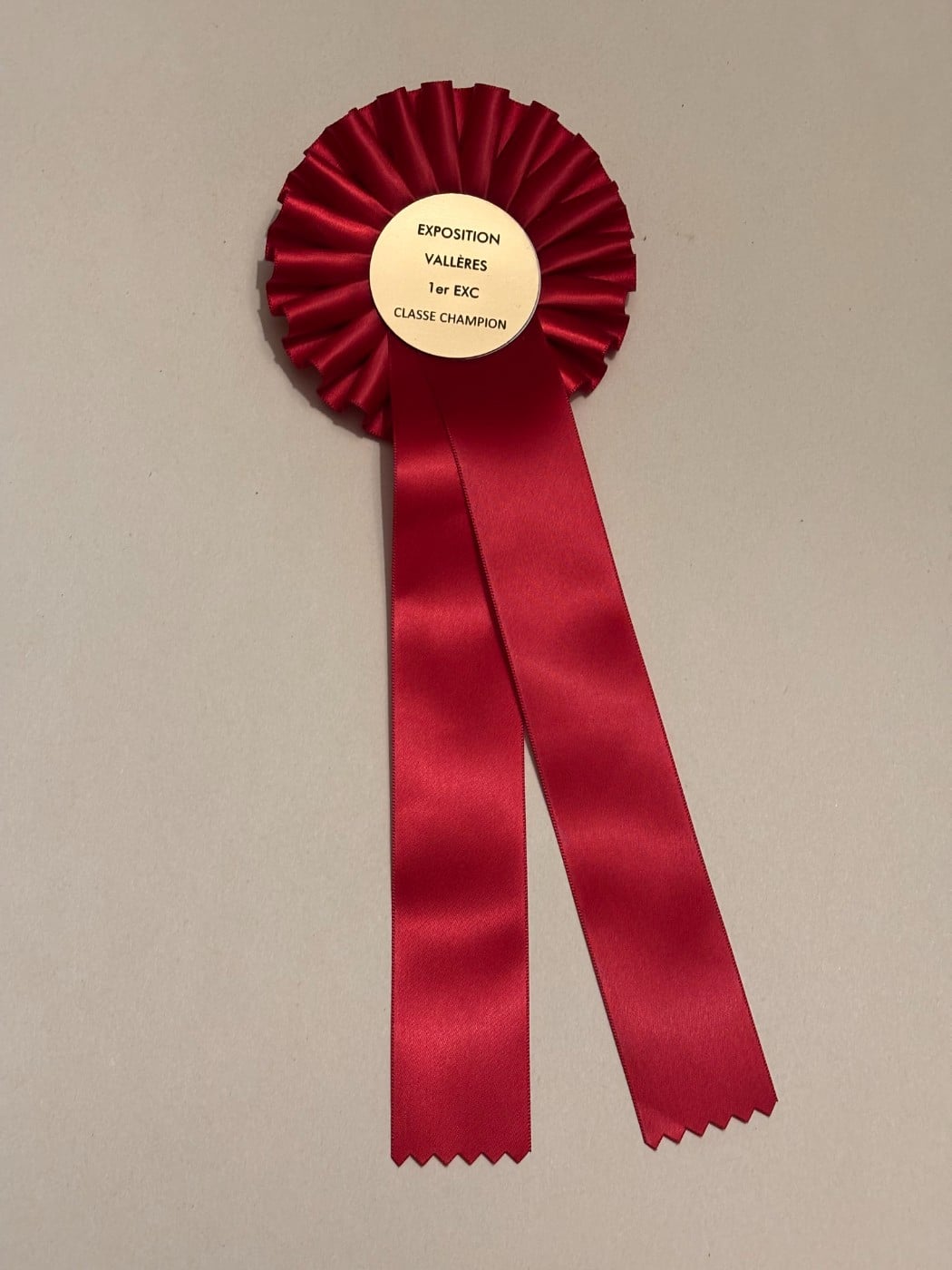 CH. Small in size but big prince de la Cité des Maraudeurs - 1ER EXC CLASSE CHAMPION MALE -BOS - MEILLEUR CHAMPION