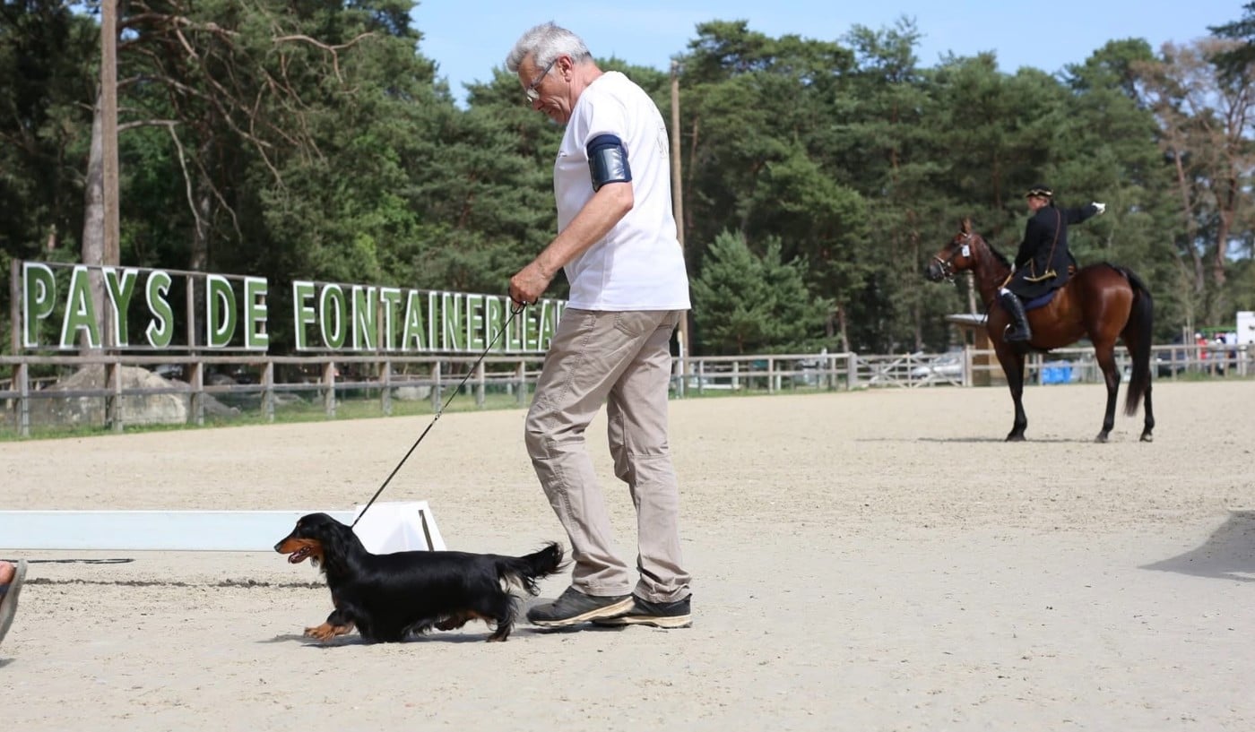 The perfect black panther de la Cité des Maraudeurs - 1ERE EXC CLASSE CHAMPION FEMELLE & BOS
