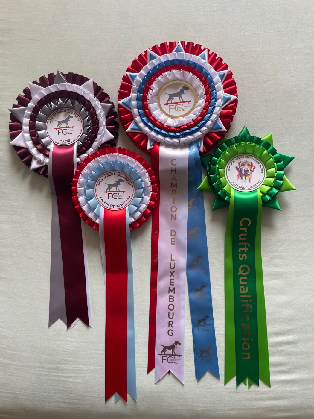 CH. THE PERFECT BLACK PANTHER de la Cité des Maraudeurs - 1ERE EXC CLASSE CHAMPION FEMELLE CACL - CACIB - BOS