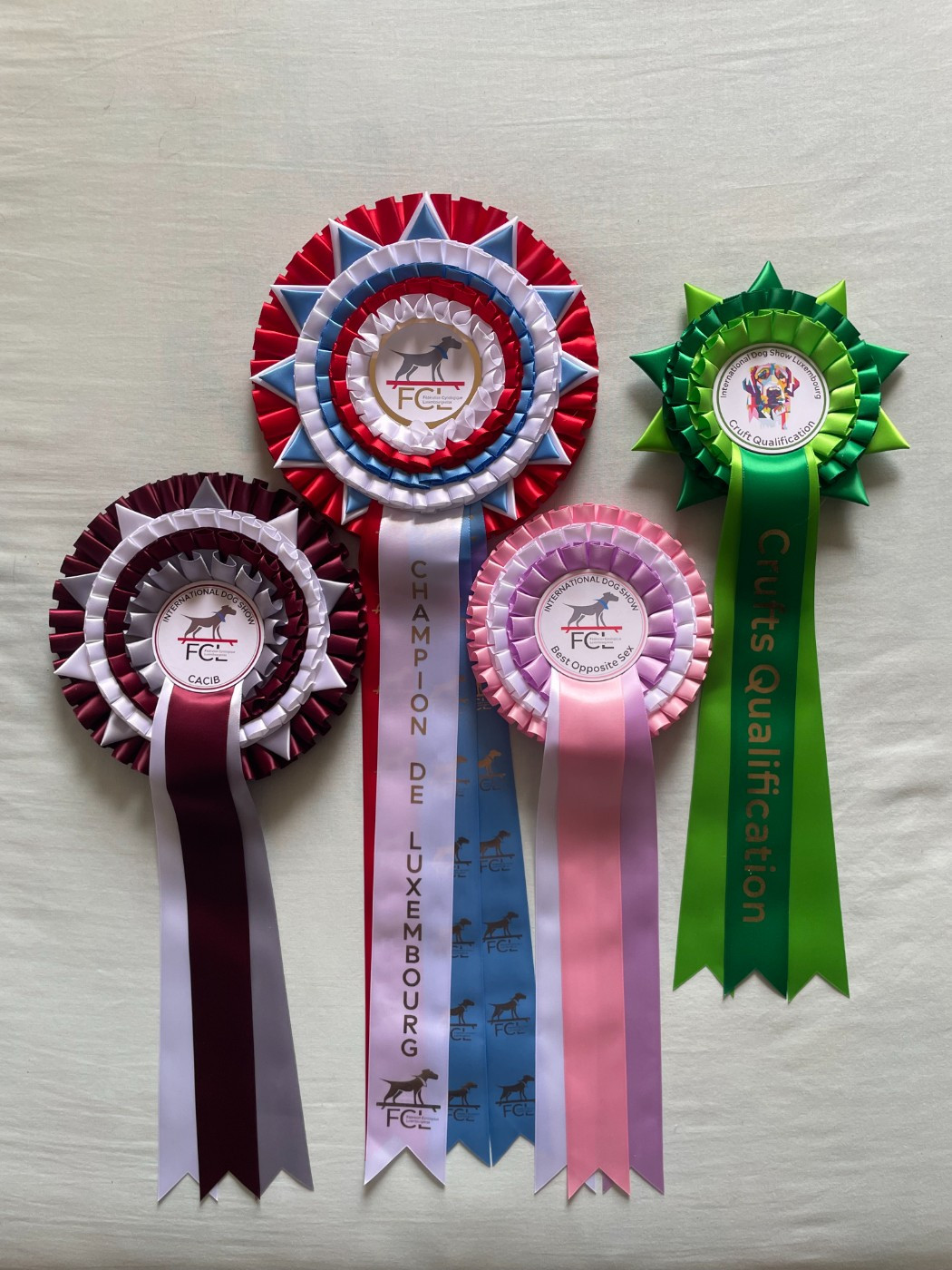 CH. THE PERFECT BLACK PANTHER de la Cité des Maraudeurs - 1ERE EXC CLASSE CHAMPION FEMELLE CACL - CACIB - BOS