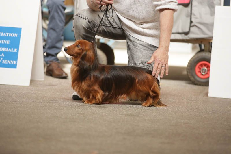 CH. Small in size but big prince de la Cité des Maraudeurs - 1ER EXC - CLASSE OUVERTE MALE - CACS