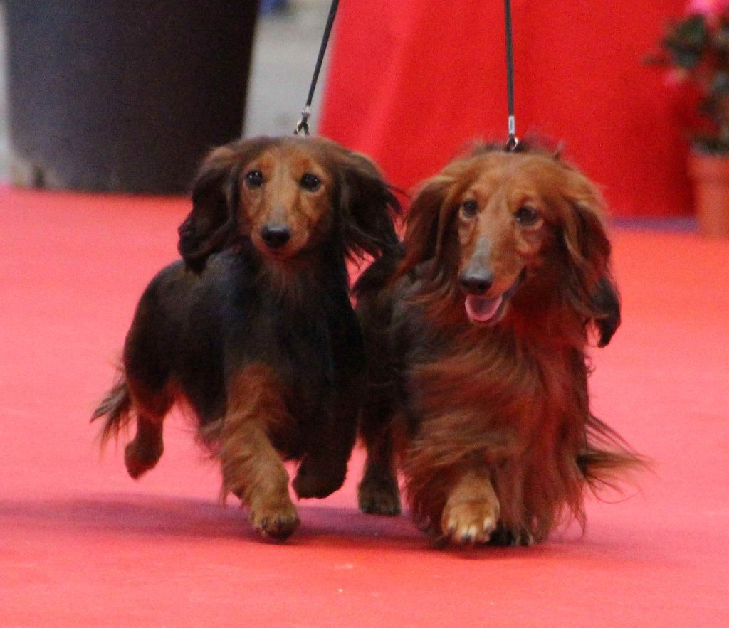 CH. Il était une fois l'impératrice de la Cité des Maraudeurs - 3EME MEILLEUR COUPLE DE L EXPOSITION