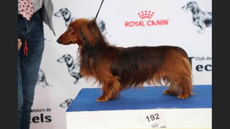 Number one de la Cité des Maraudeurs - 1ER EXC CLASSE OUVERTE MALE - RCACS -