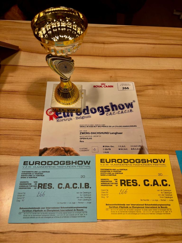 CH. Small in size but big prince de la Cité des Maraudeurs - 1ER EXC CLASSE OUVERTE RCAC RCACIB