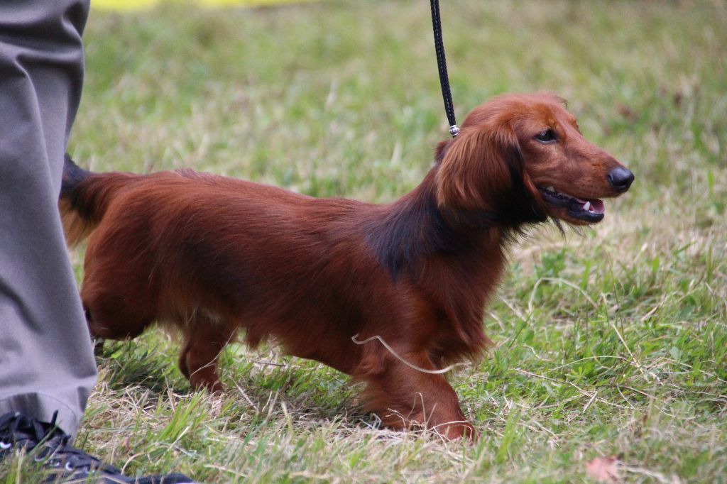 Number one de la Cité des Maraudeurs - 1ER TRES PROMETTEUR CLASSE PUPPY - MEILLEUR PUPPY -
