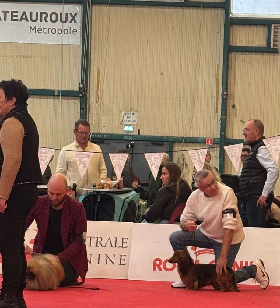 CH. Small in size but big prince de la Cité des Maraudeurs - 1ER EXC CLASSE CHAMPION MALE - CACIB - BOS - MEILLEUR CHAMPION