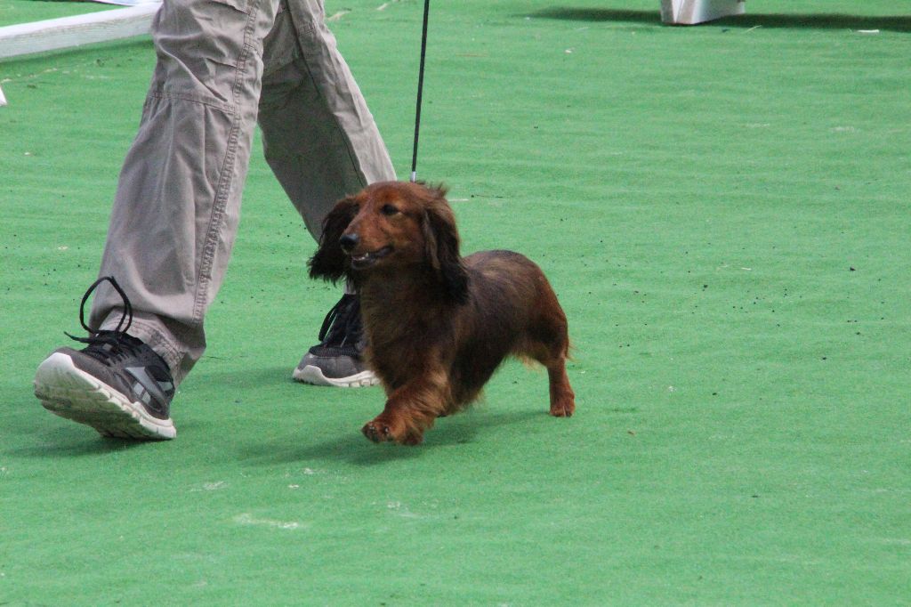 CH. Il était une fois l'impératrice de la Cité des Maraudeurs - 1ER EXC CLASSE CHAMPION