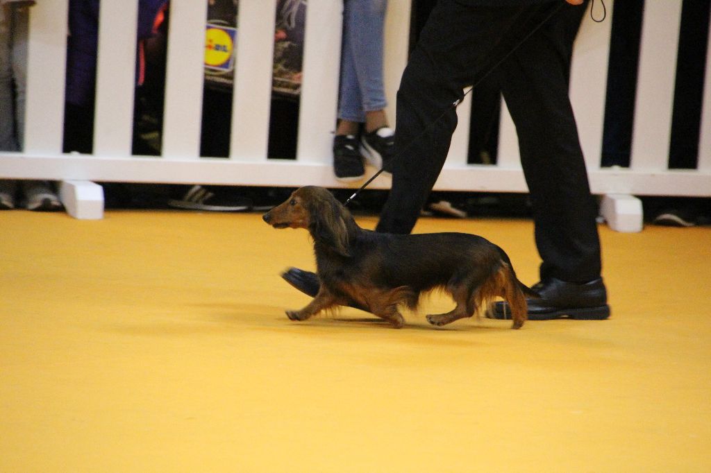 CH. Il était une fois l'impératrice de la Cité des Maraudeurs - 3ème Prix - Meilleure Championne