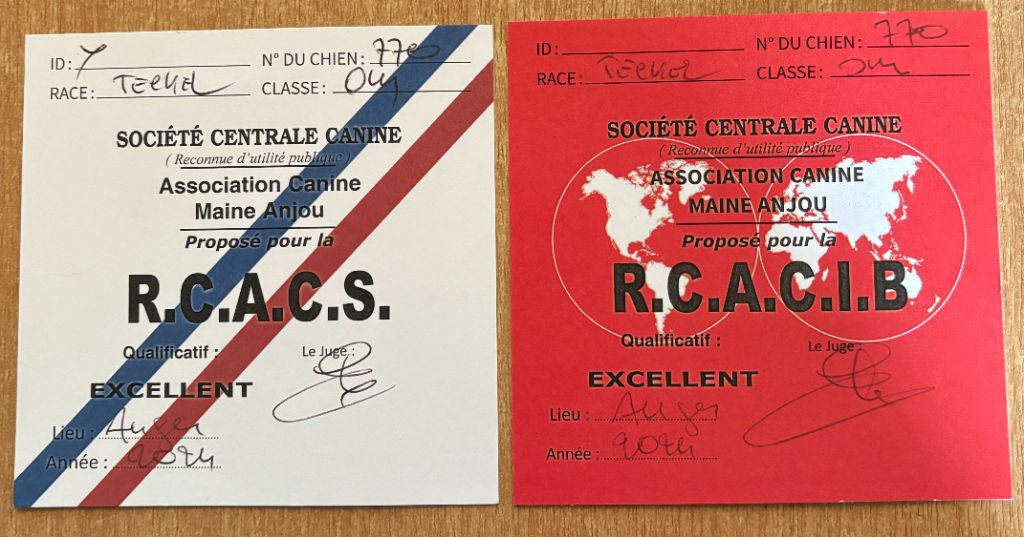 CH. Small in size but big prince de la Cité des Maraudeurs - 2EME EXC - CLASSE OUVERTE MALE - RCACS & RCACIB