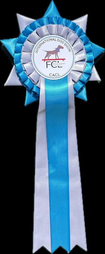 CH. Small in size but big prince de la Cité des Maraudeurs - 1ER EXC - CLASSE OUVERTE MALE - CACL -