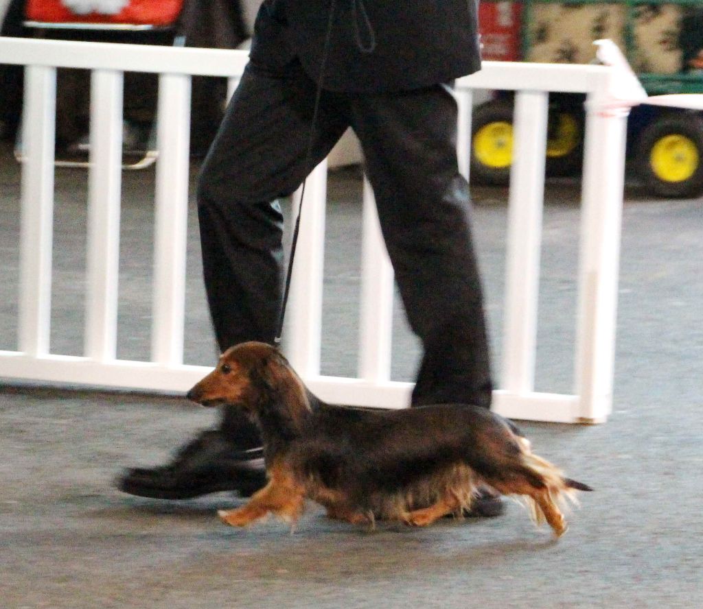 CH. Il était une fois l'impératrice de la Cité des Maraudeurs - 1ER EXC CLASSE CHAMPION - CACIB - BOS