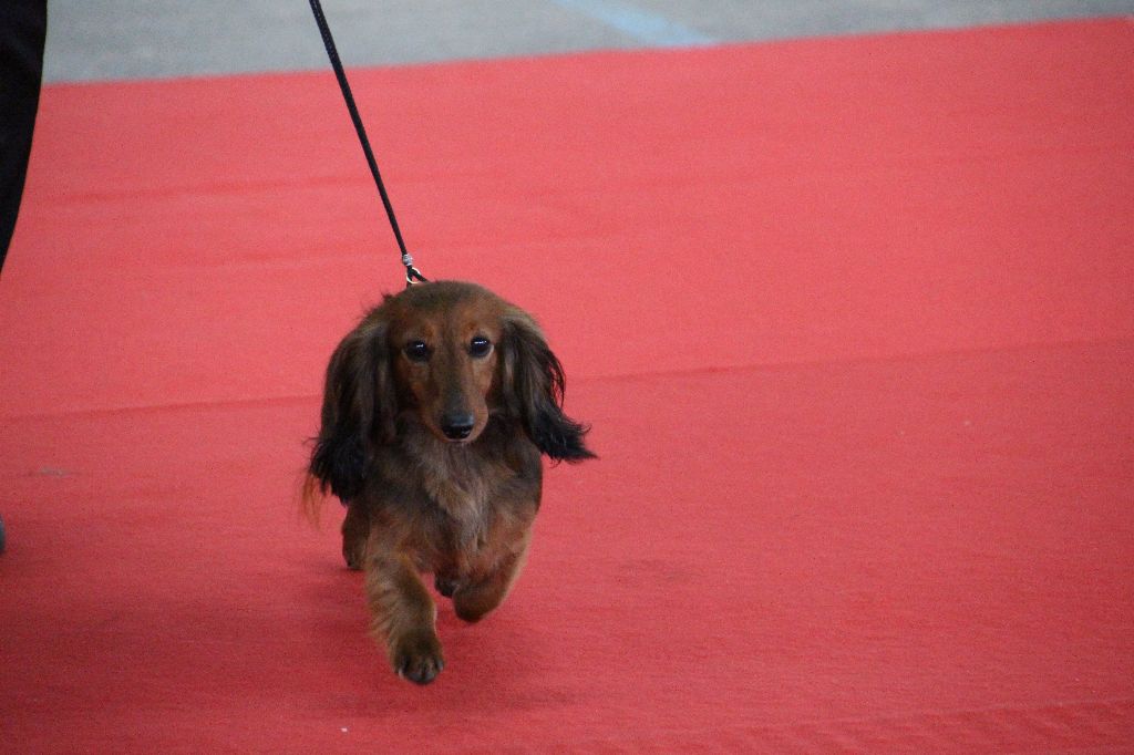 CH. Il était une fois l'impératrice de la Cité des Maraudeurs - 1ER EXC CLASSE CHAMPION FEMELLE
