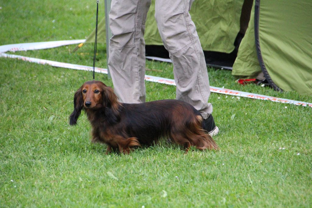 CH. Il était une fois l'impératrice de la Cité des Maraudeurs - 1er Excellent Classe Champion BOS